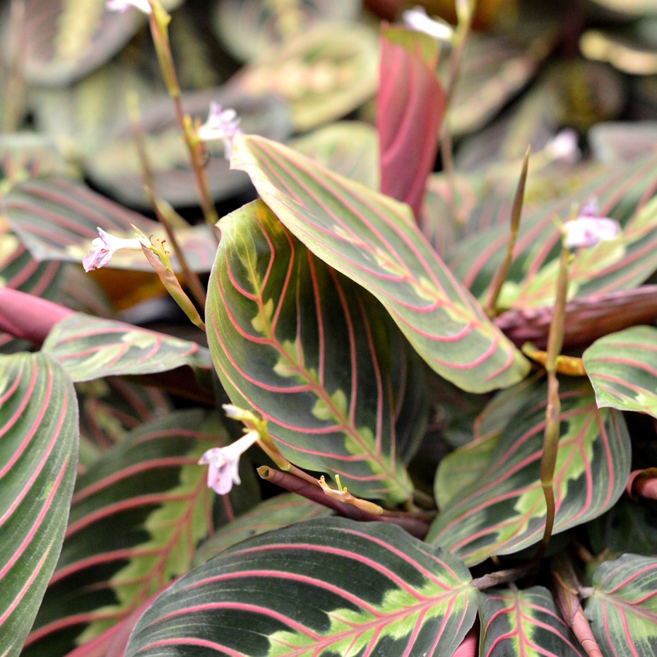 Маранта Ред Страйп (Maranta Red Stripe) D6см