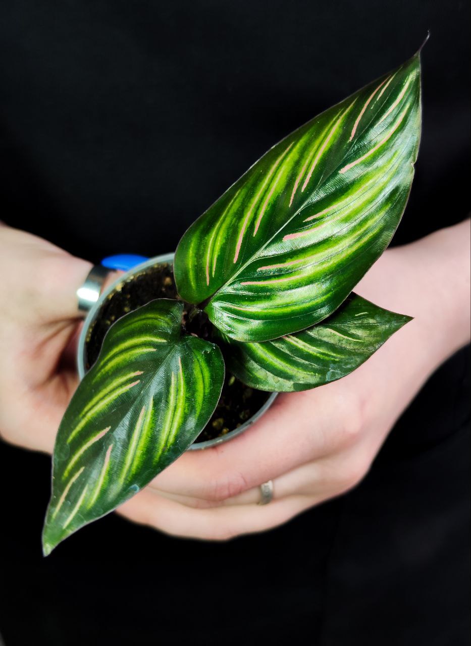 Калатея Бьюти Стар (Calathea Beauty Star) 6см
