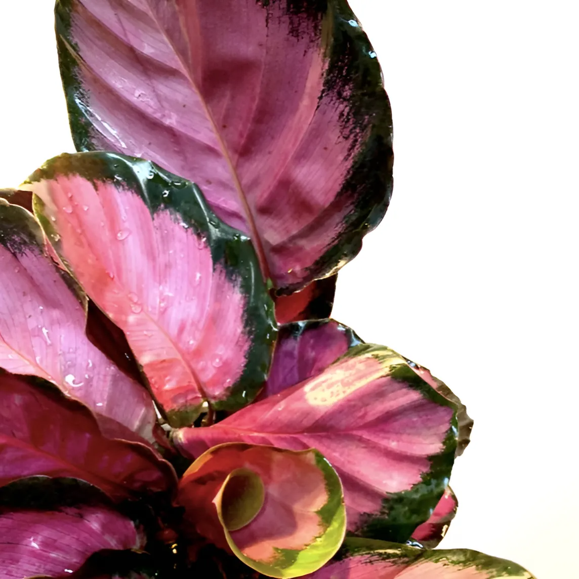 Калатея Розеопикта Рози (Calathea Roseopicta Rosy) D12см