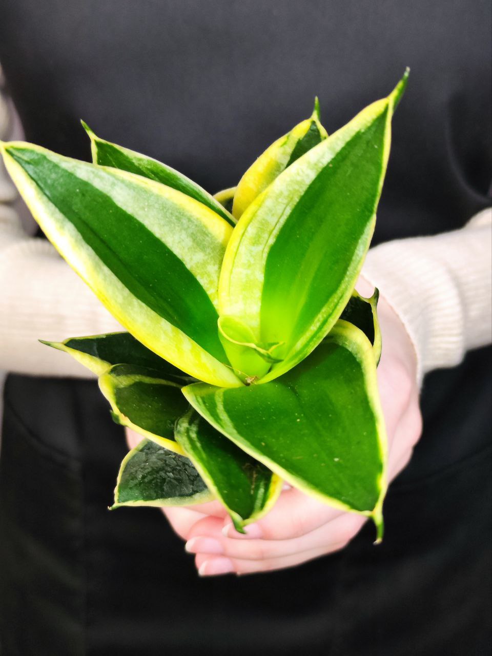 Сансевиерия Ханни Пагода (Sansevieria Hahnii Pagoda) D6см
