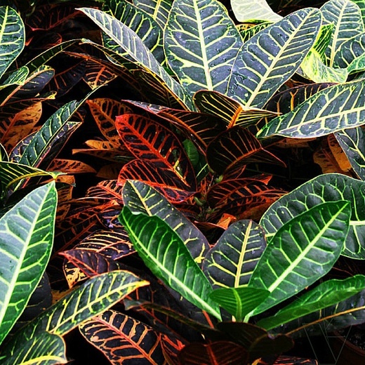 Кодиеум Петра (лат. Codiaeum Petra) 1 метр
