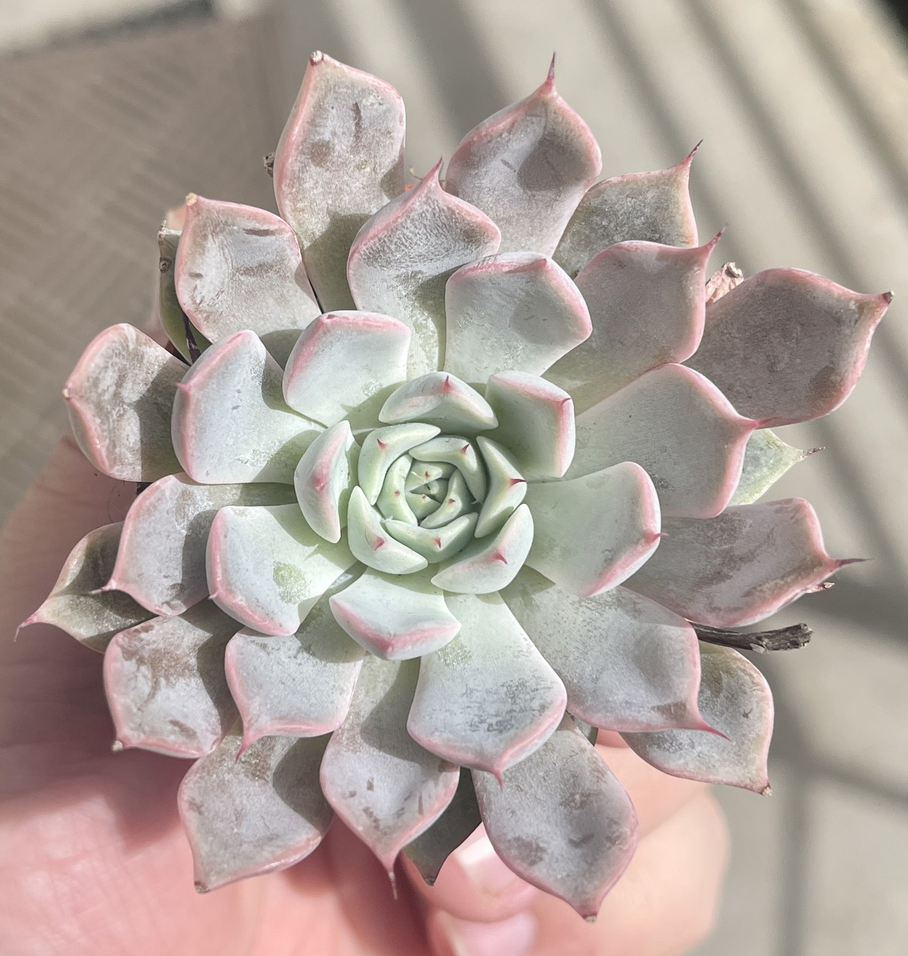 Эхеверия Розеа (Echeveria Rosea) D5см