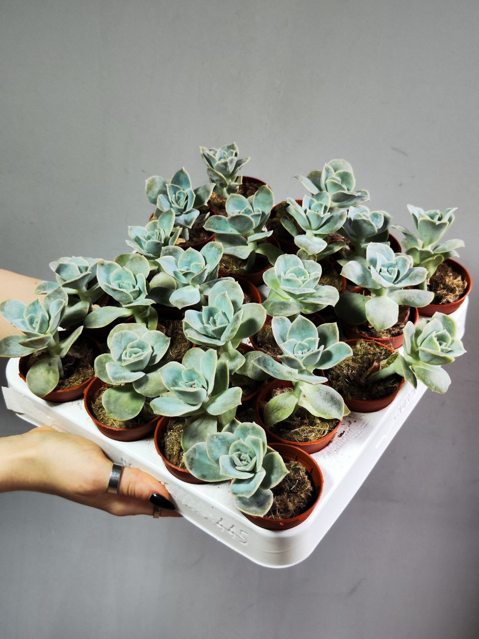 Граптоверия Лавли Роуз (Graptoveria Lovely Rose) D5см