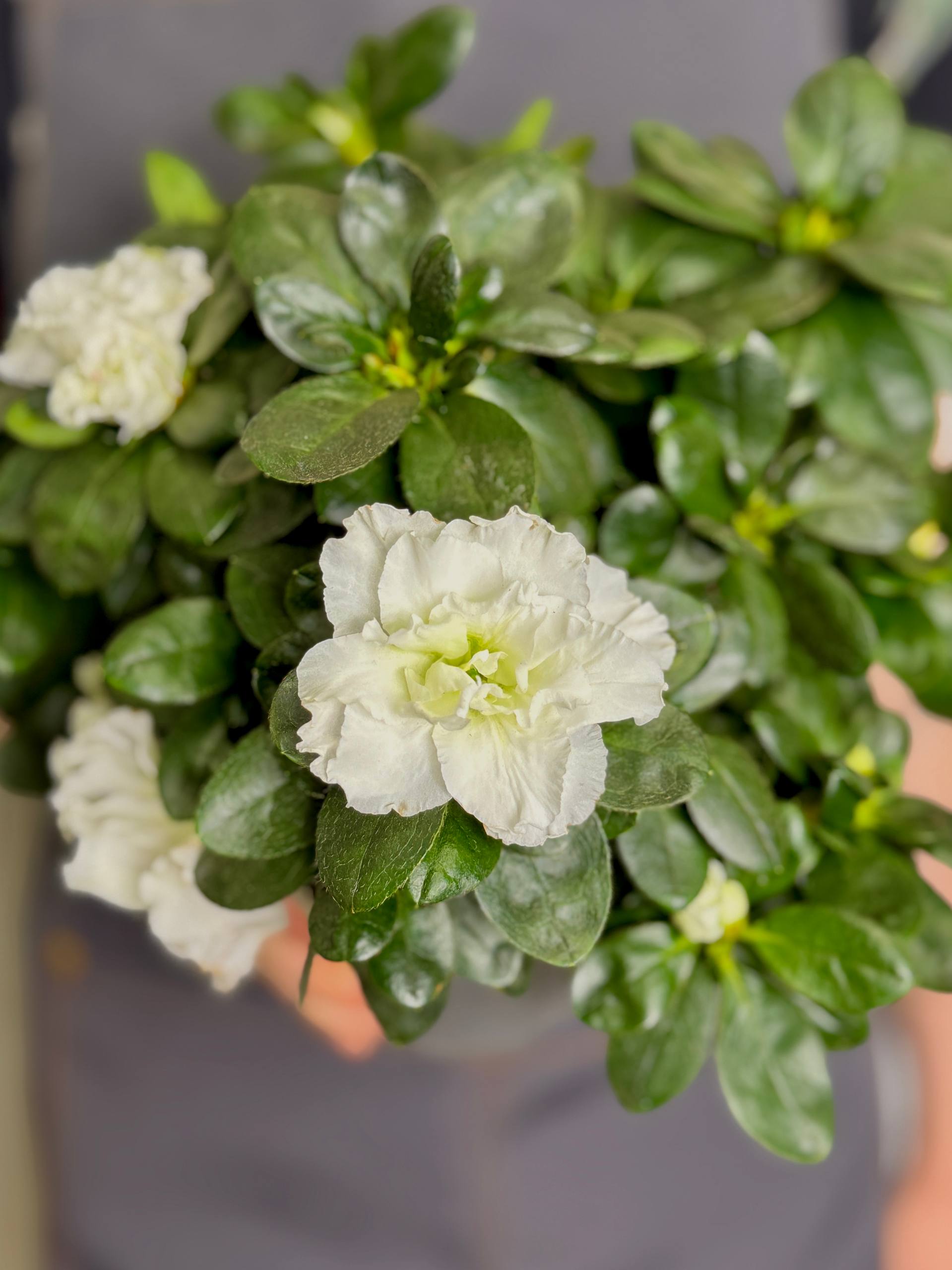 Азалия (Рододендрон) Индийская Белая (Azalea Indica White) D13см