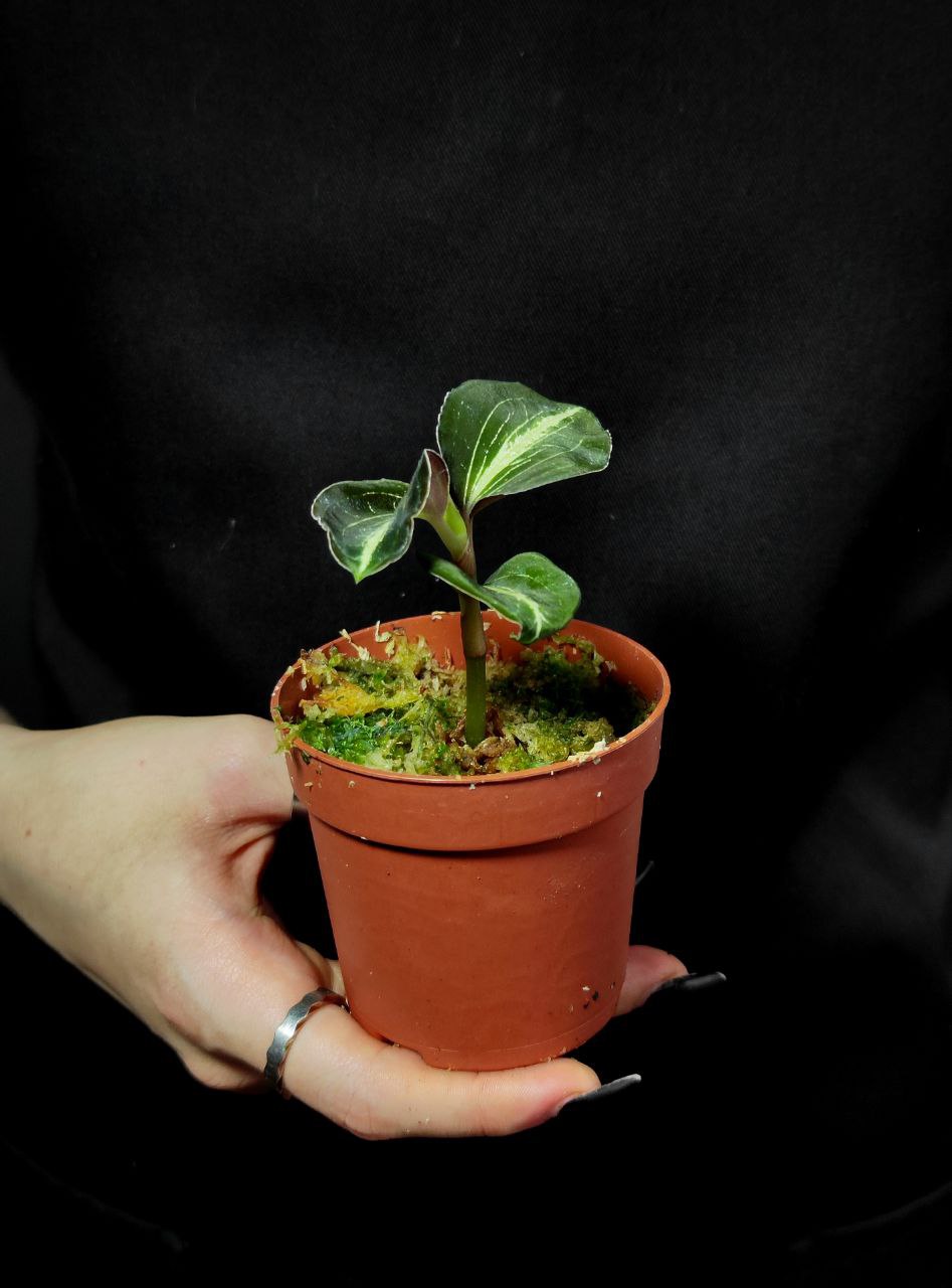 Орхидея Драгоценная Карма Эмбер (Jewel Orchid Karma Amber) D7см