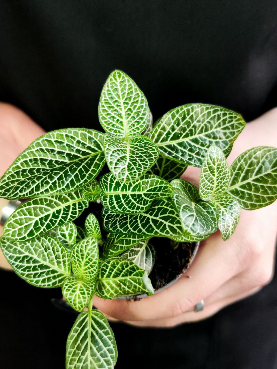 Фиттония Вершаффельта Вайт (Fittonia Verschaffeltii White) D5см