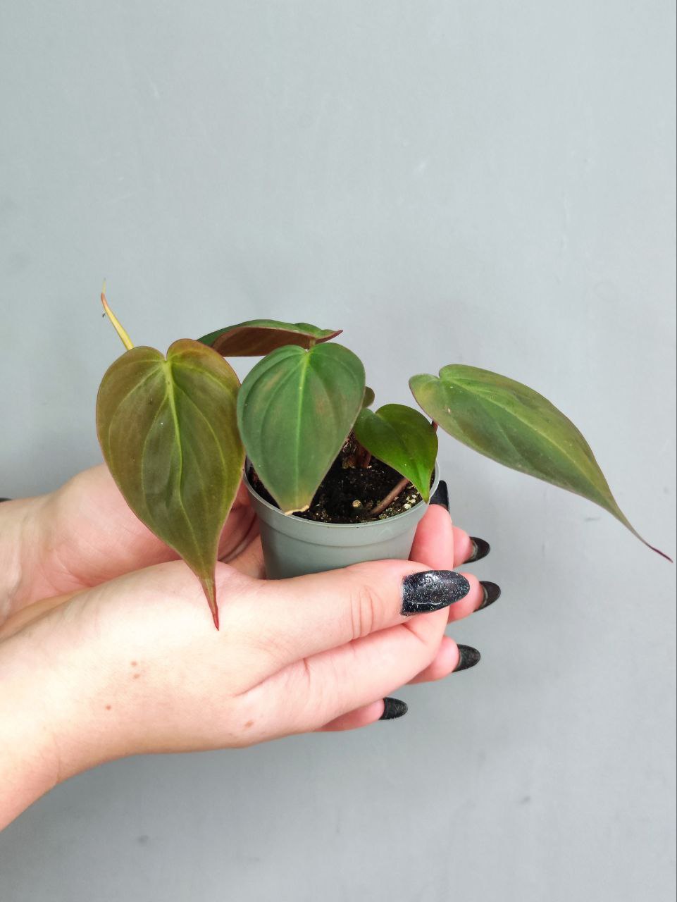 Филодендрон Миканс Бархатный (Philodendron Scandens Micans) D6см