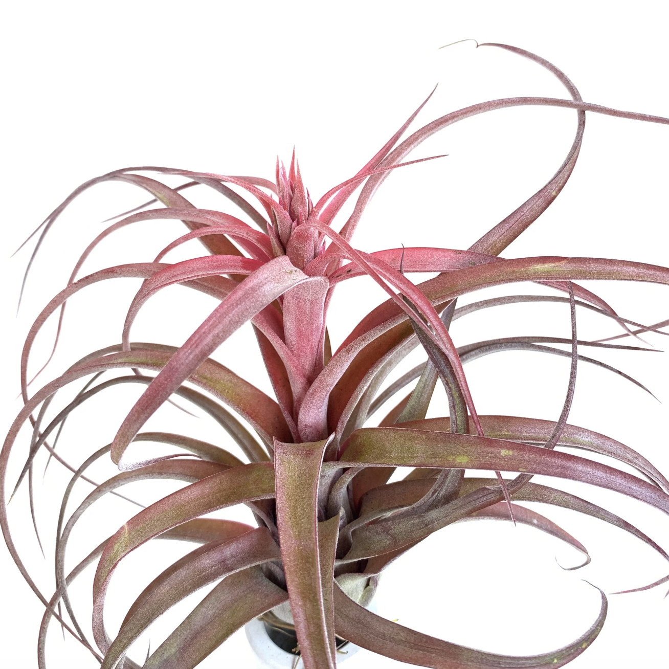 Тилландсия Рубра Капитата XL (Tillandsia Rubra Capitata XL)