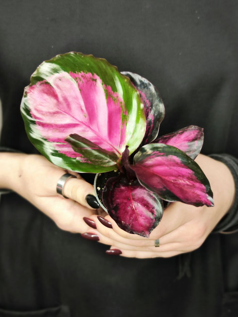 Калатея Розеопикта Кримсон (Calathea Roseopicta Crimson) D6см