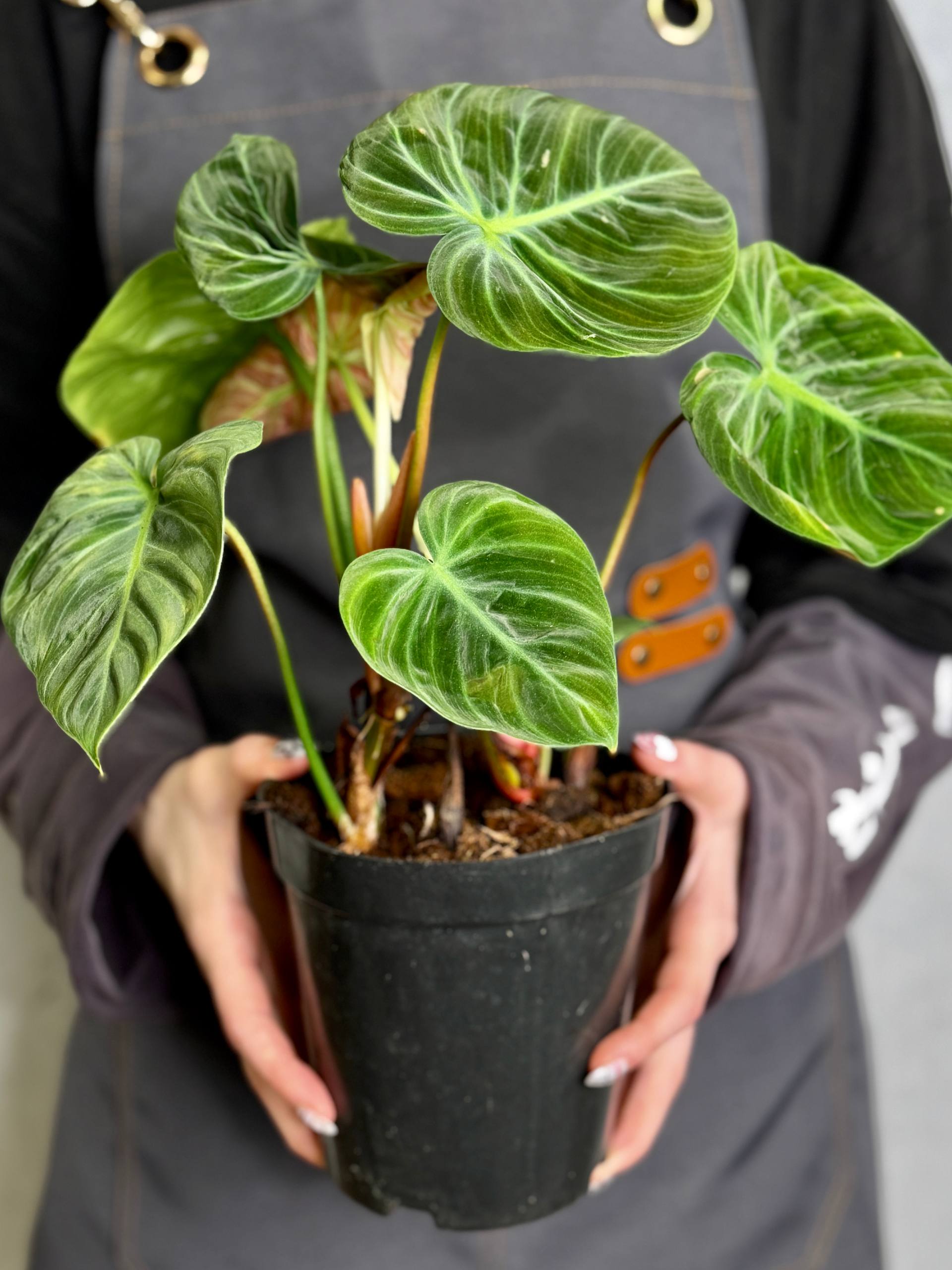 Филодендрон Эль Чоко Ред (Philodendron El Choco Red) D12см