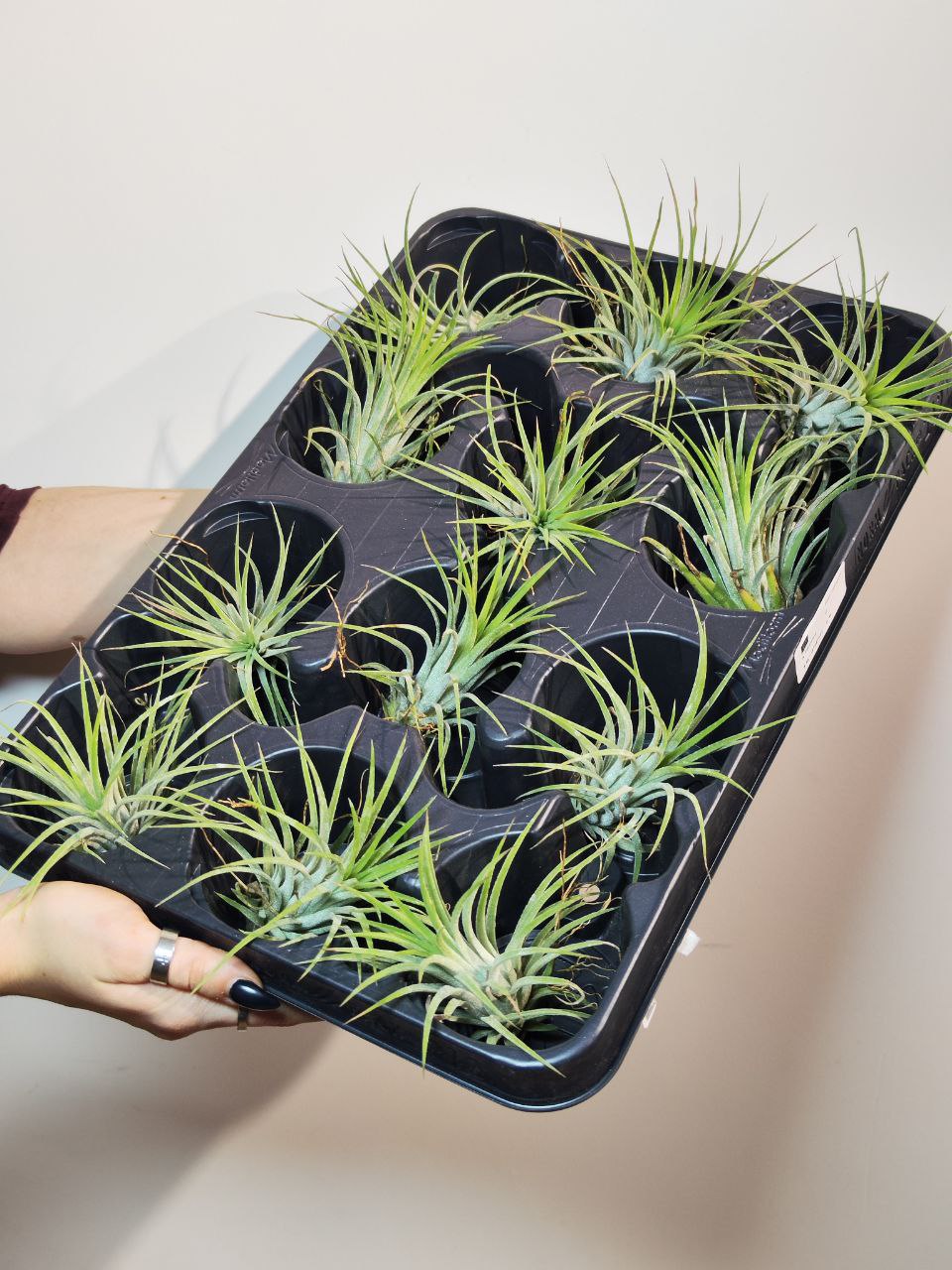 Тилландсия Ионанта Викториана (Tillandsia Ionantha X Brachycalous Victoriana)