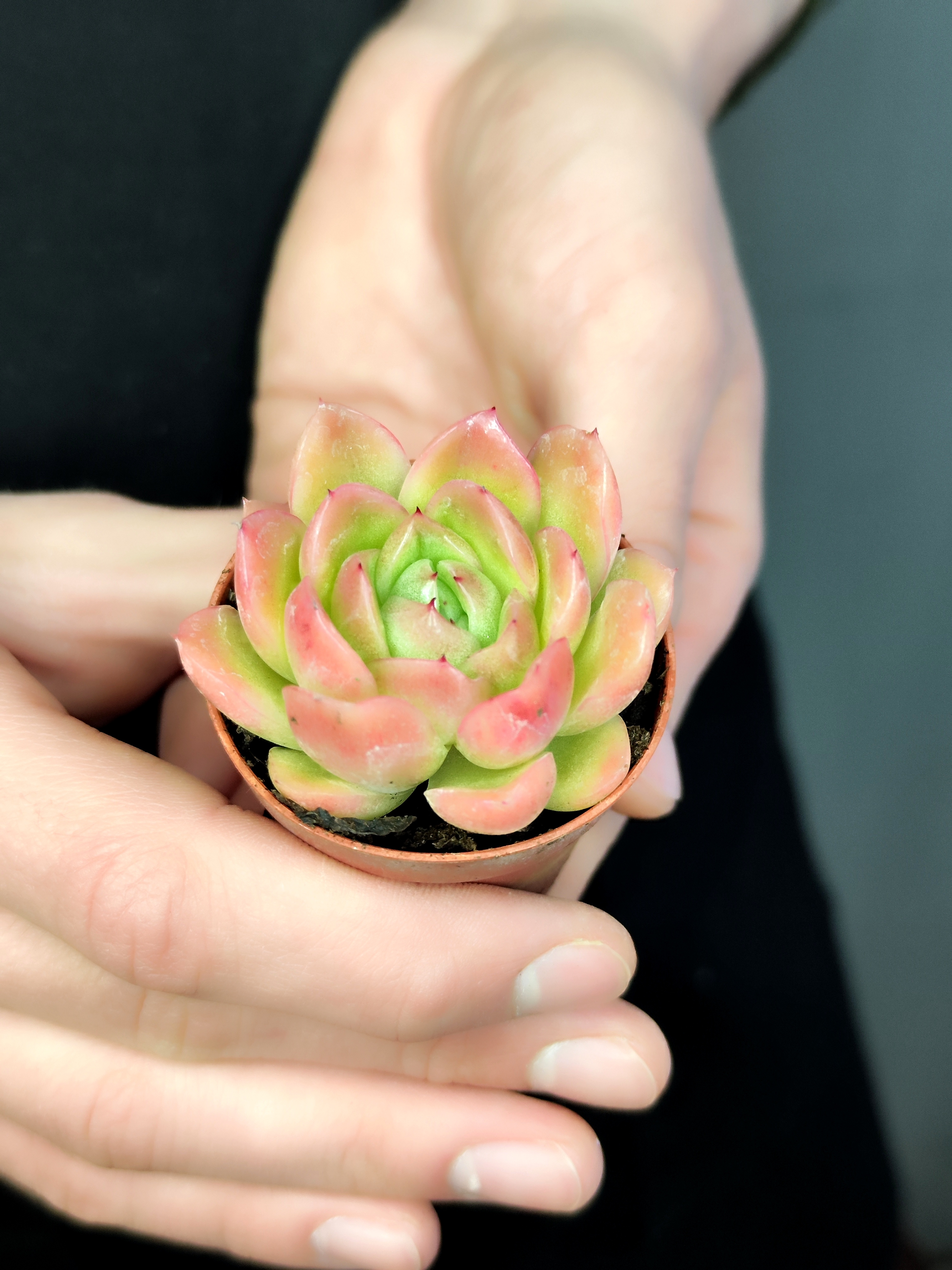 Эхеверия Гилва Ред (Echeveria Gilva Red) D5см