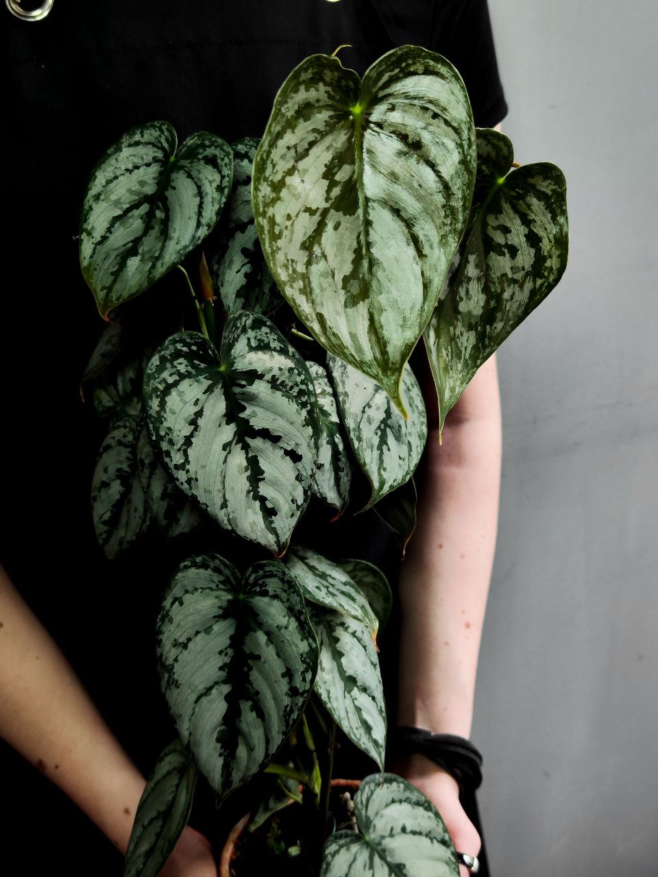 Филодендрон Брандтианум (Philodendron Brandtianum) D12см