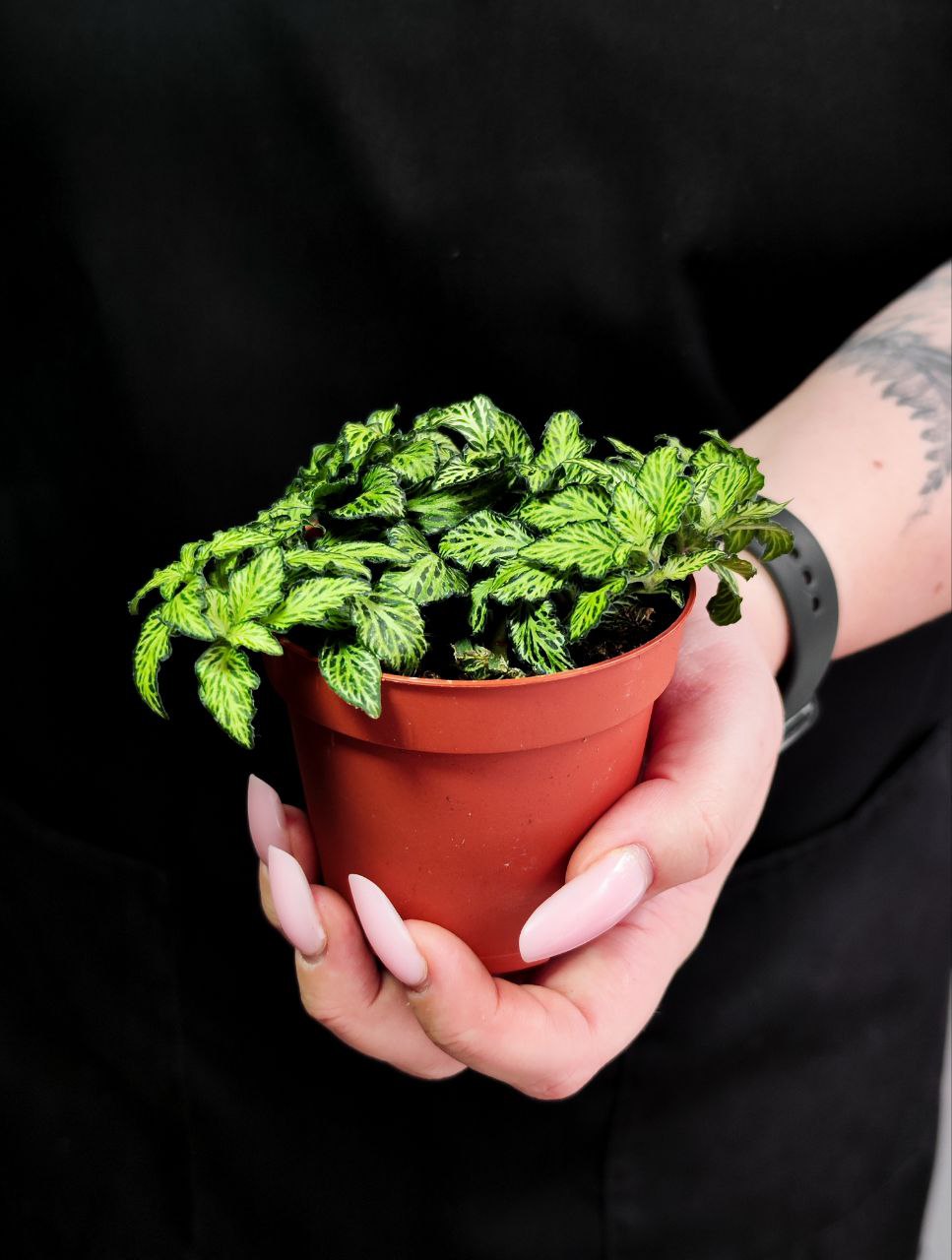 Фиттония Мозаик Марбл Грин (Fittonia Mosaic Marble Green) D8,5см