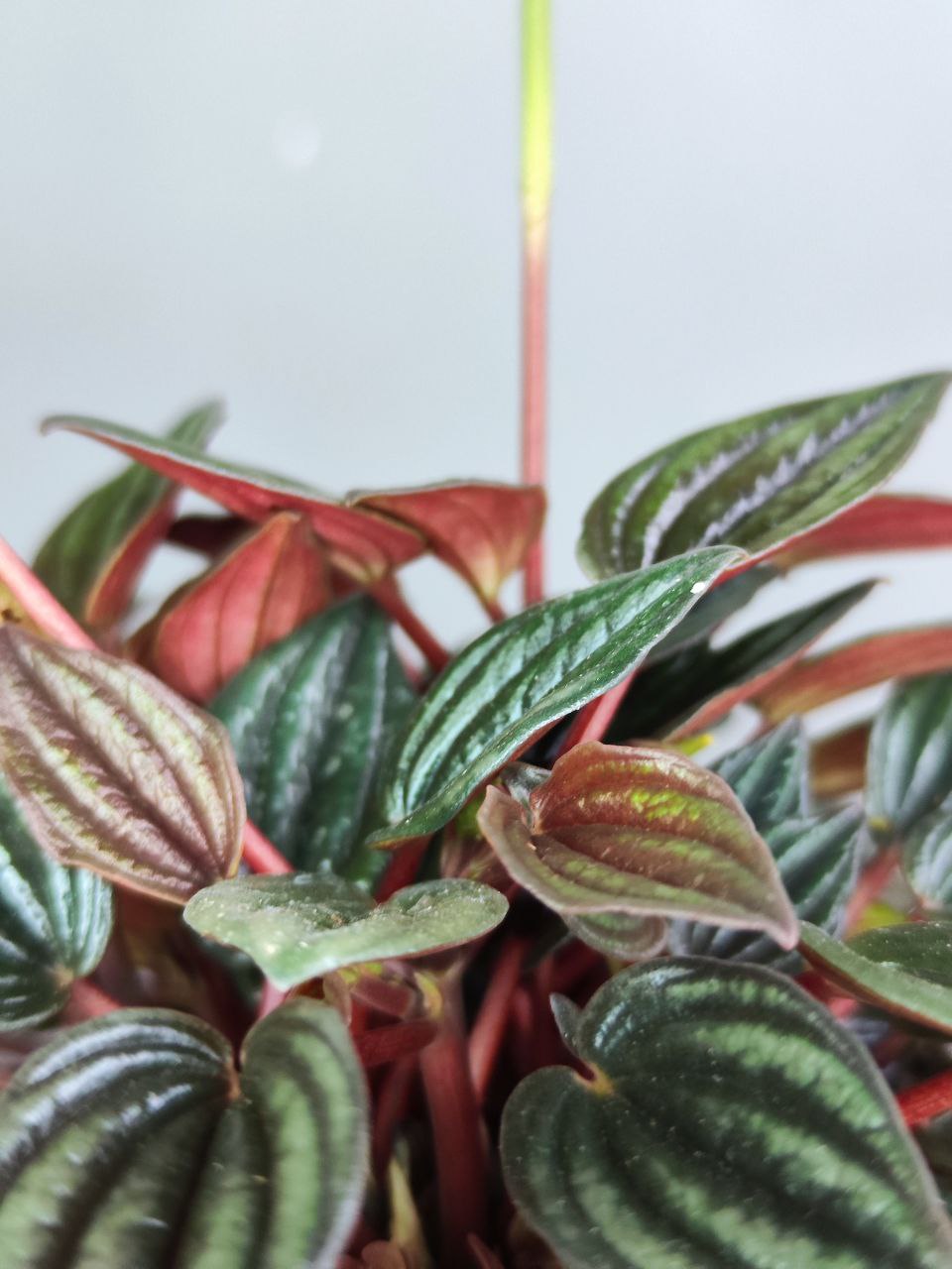 Пеперомия Лима (Peperomia Lima) D11см