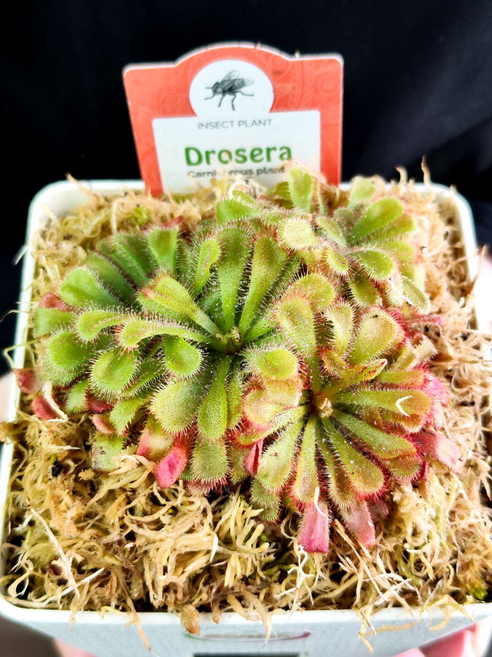 Росянка Алисия (Drosera Aliciae) пересаженная D12см