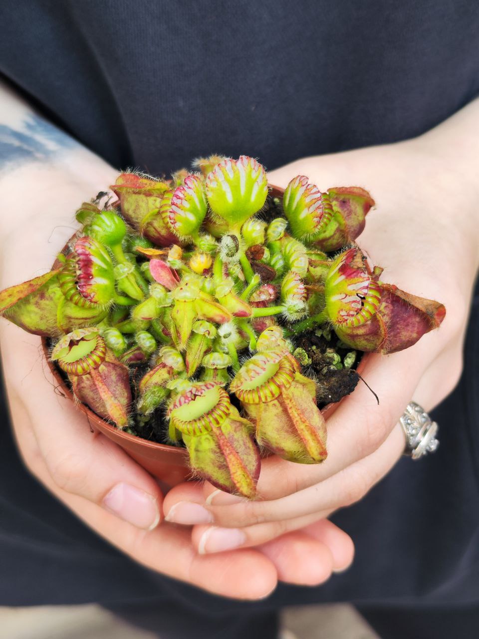 Цефалотус Мешочковидный (Cephalotus Follicularis) D9см
