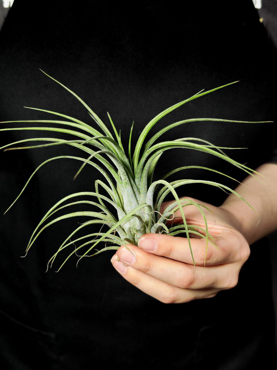 Тилландсия Ионанта Викториана (Tillandsia Ionantha X Brachycalous Victoriana)