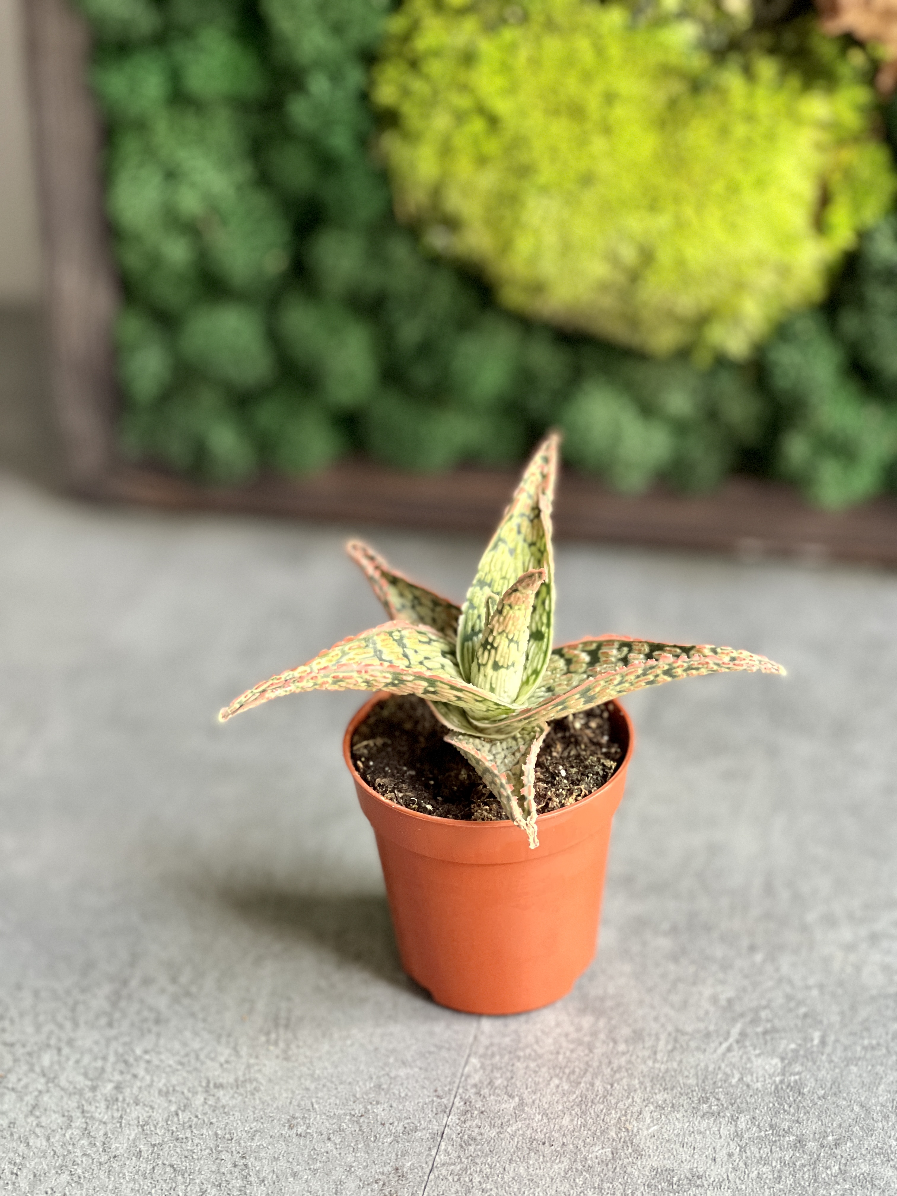 Алоэ Карола (Aloe Cristmas Carol) D5см