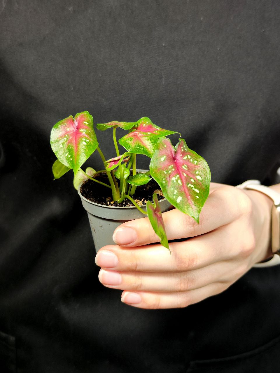 Каладиум Кейси (Caladium Casey) D6см