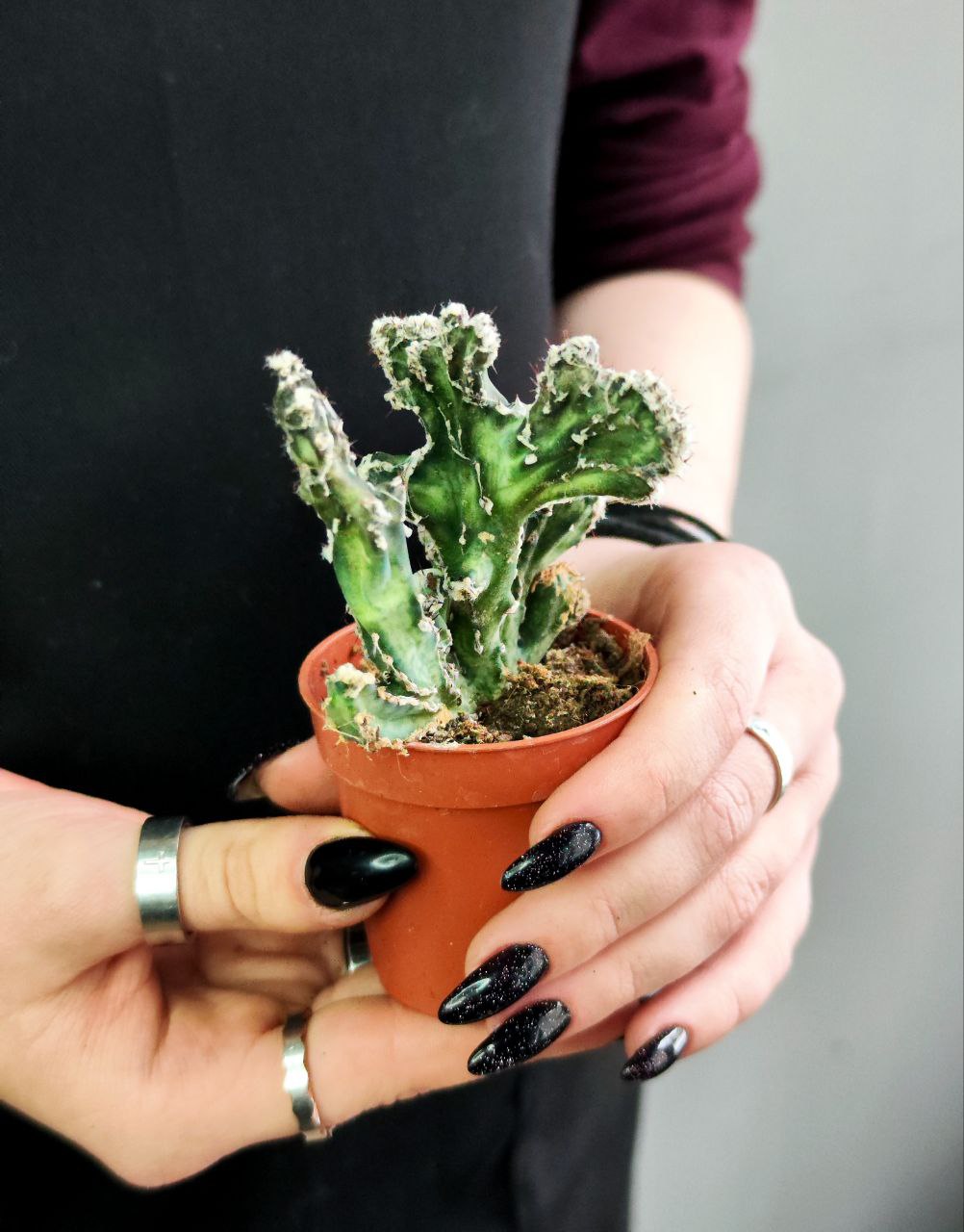 Кактус Маммиллярия Кристата Микс (Cactus Mammillaria Crestata Mix) D5см