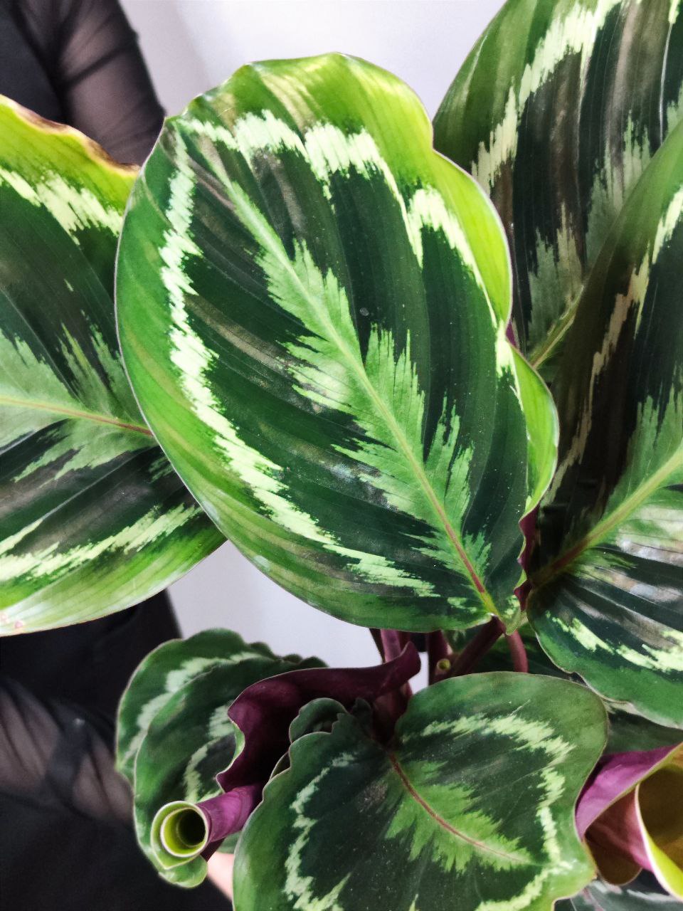 Калатея Медальон (Calathea Roseopicta Medallion) D14см