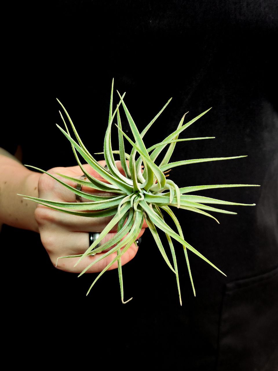 Тилландсия Кати (Tillandsia Kathy)