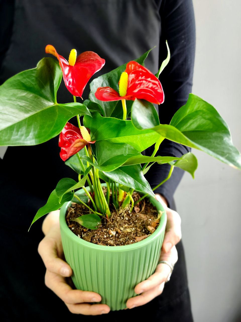 Антуриум Андре Микс (Anthurium Аndraeanum Mix), пересаженный D12см