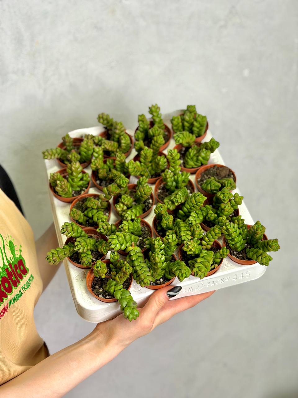 Крассула Колумелла (Crassula Columella) D5см