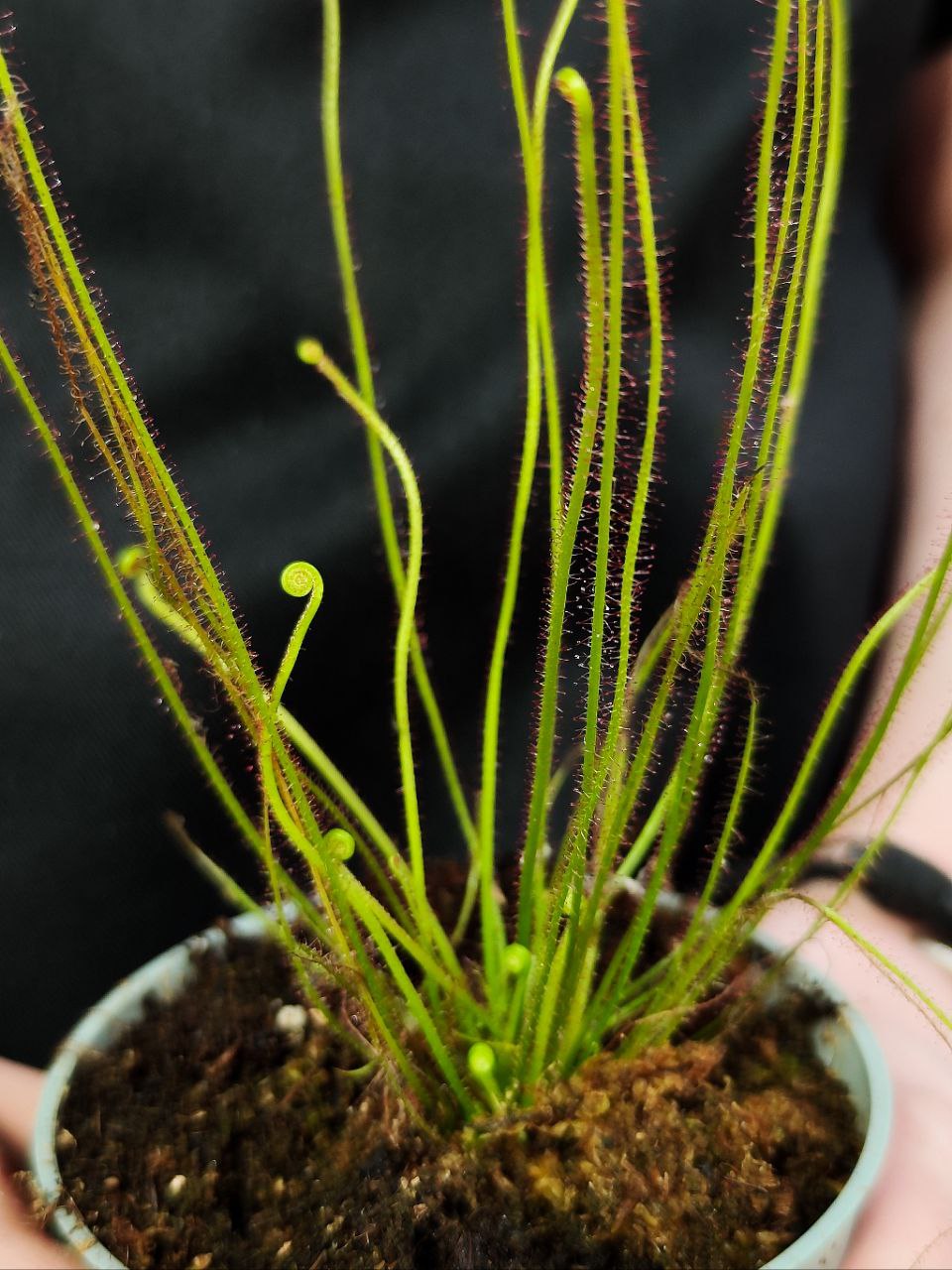 Росянка Филиформис (Drosera Filiformis) D9см