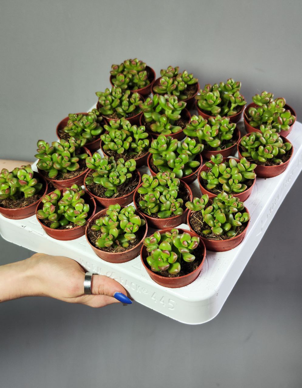Седум Люсидум (Sedum Lucidum) D5см