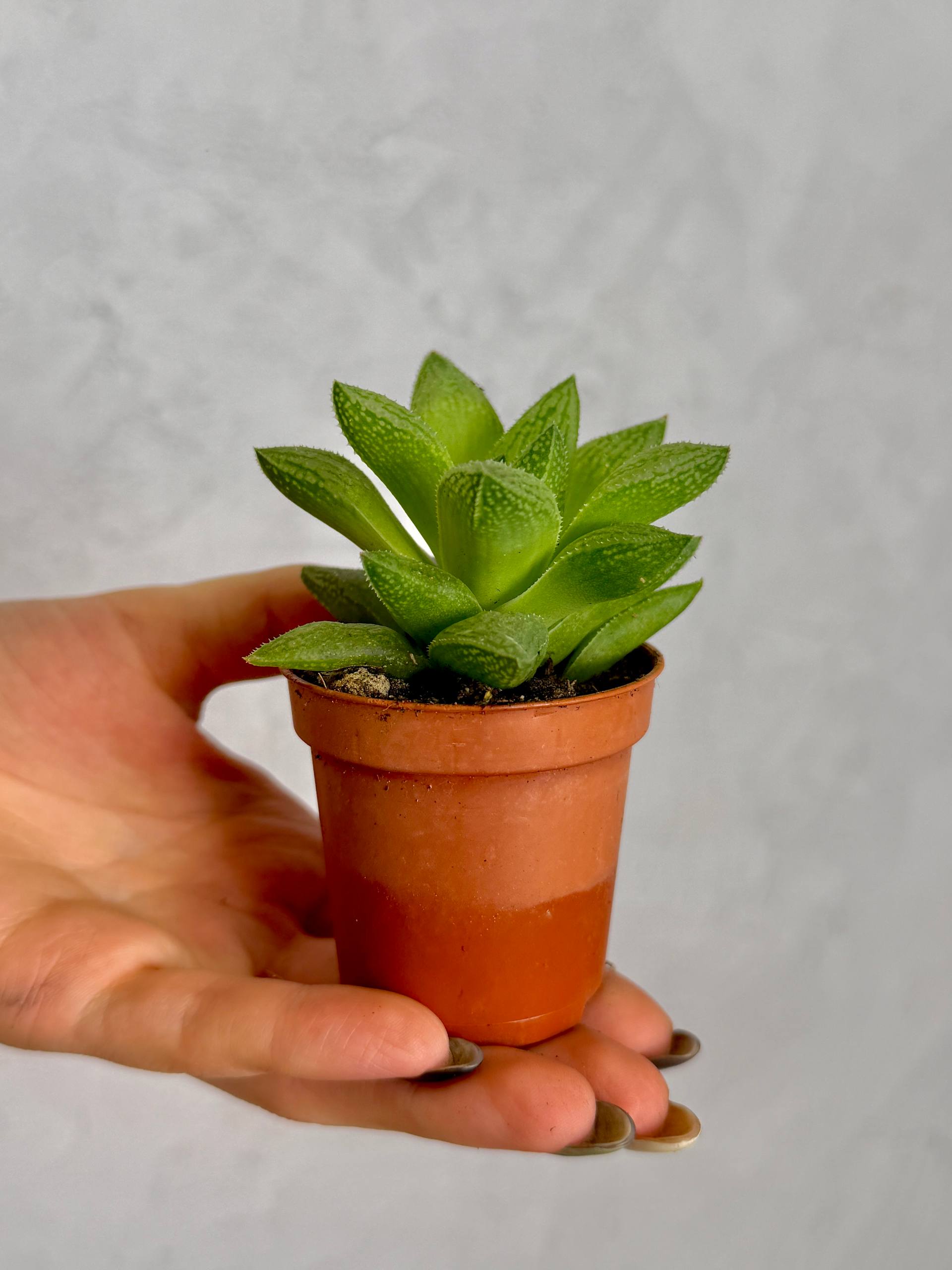 Хавортия Тургида (Haworthia Turgida) D5см
