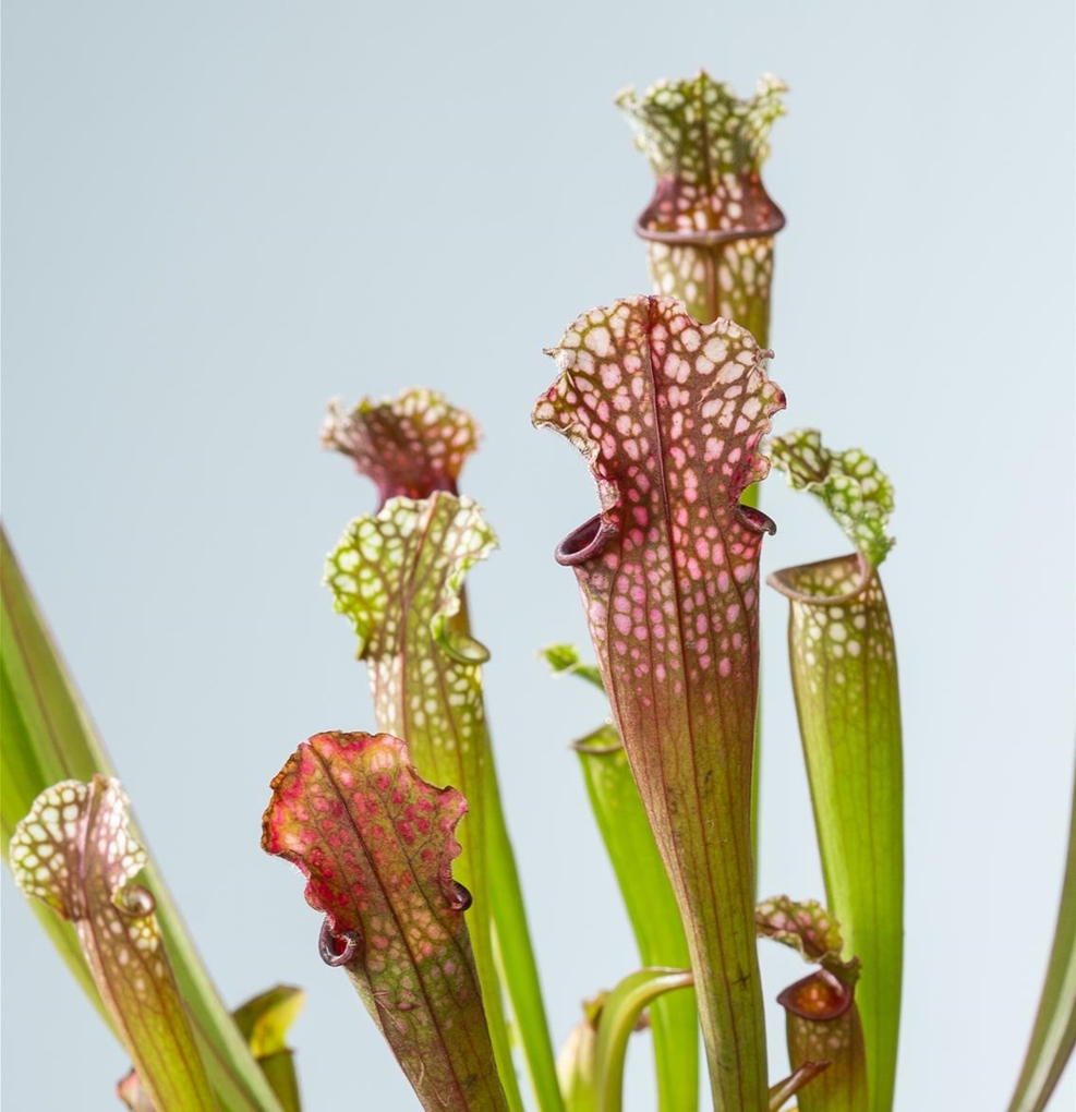 Саррацения Стивенси (Sarracenia Stevensii) D9см