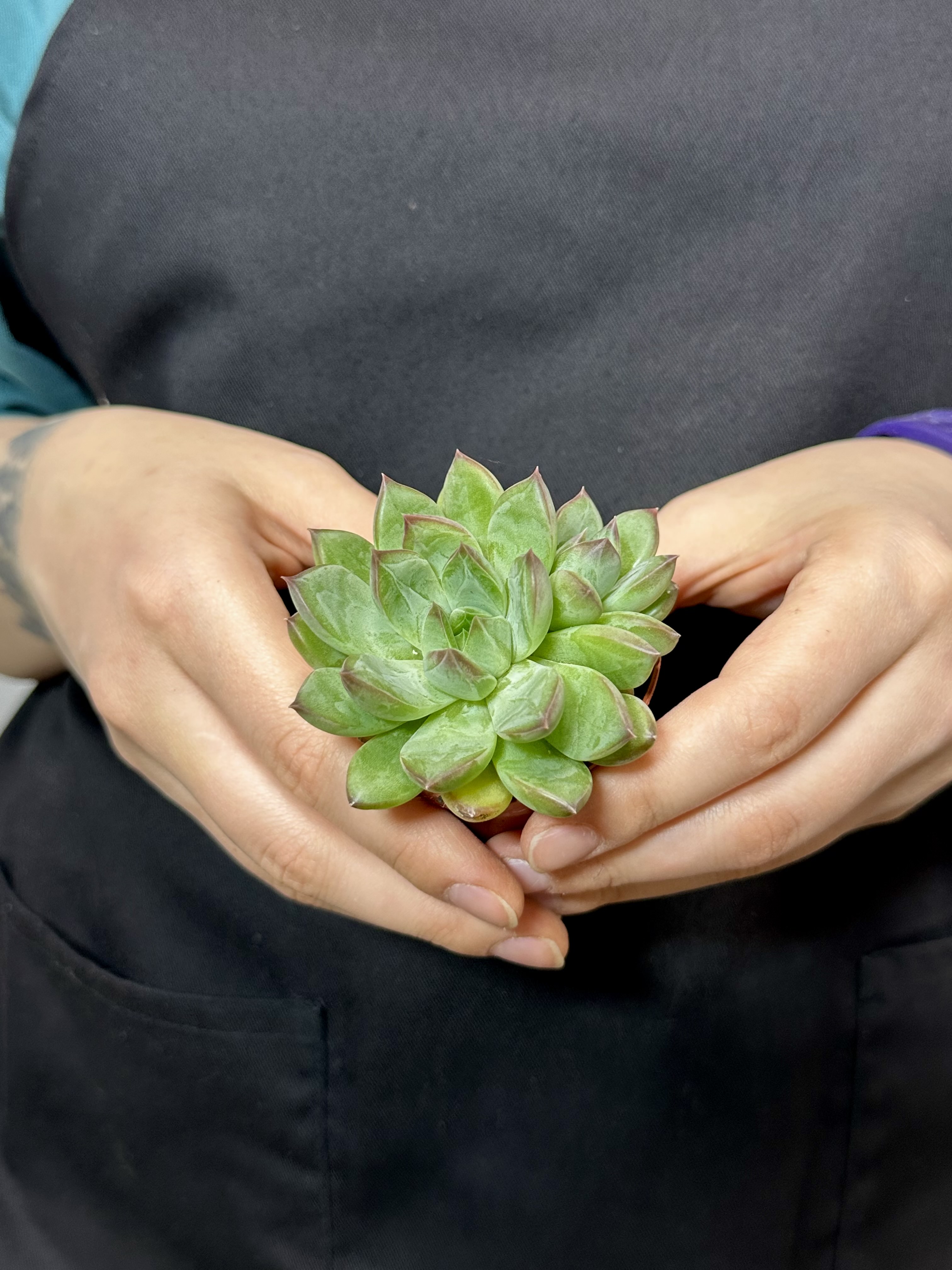 Эхеверия Ригель (Echeveria Riegel) D5см