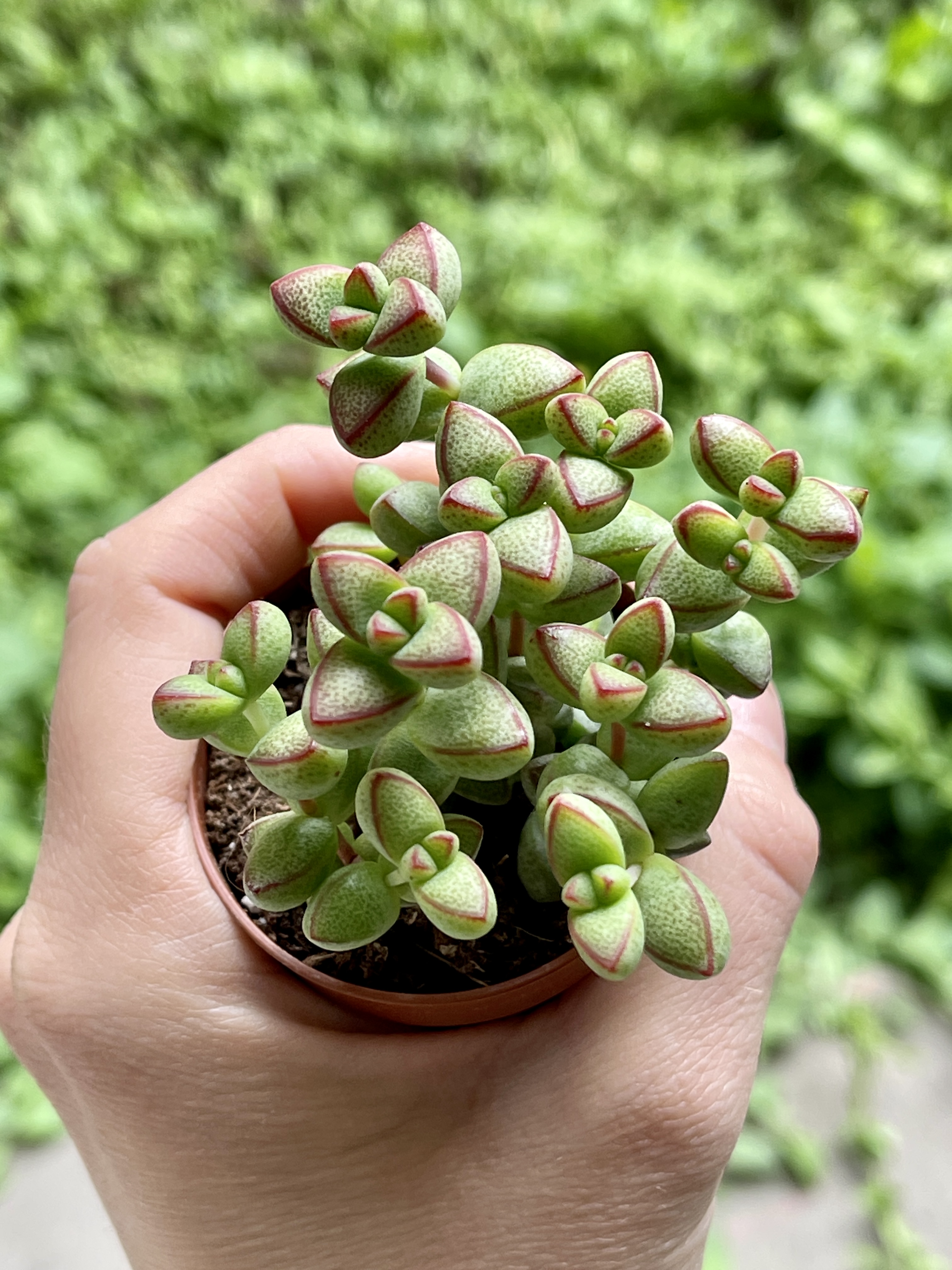 Крассула Бревифолия (Crassula Brevifolia) D5см