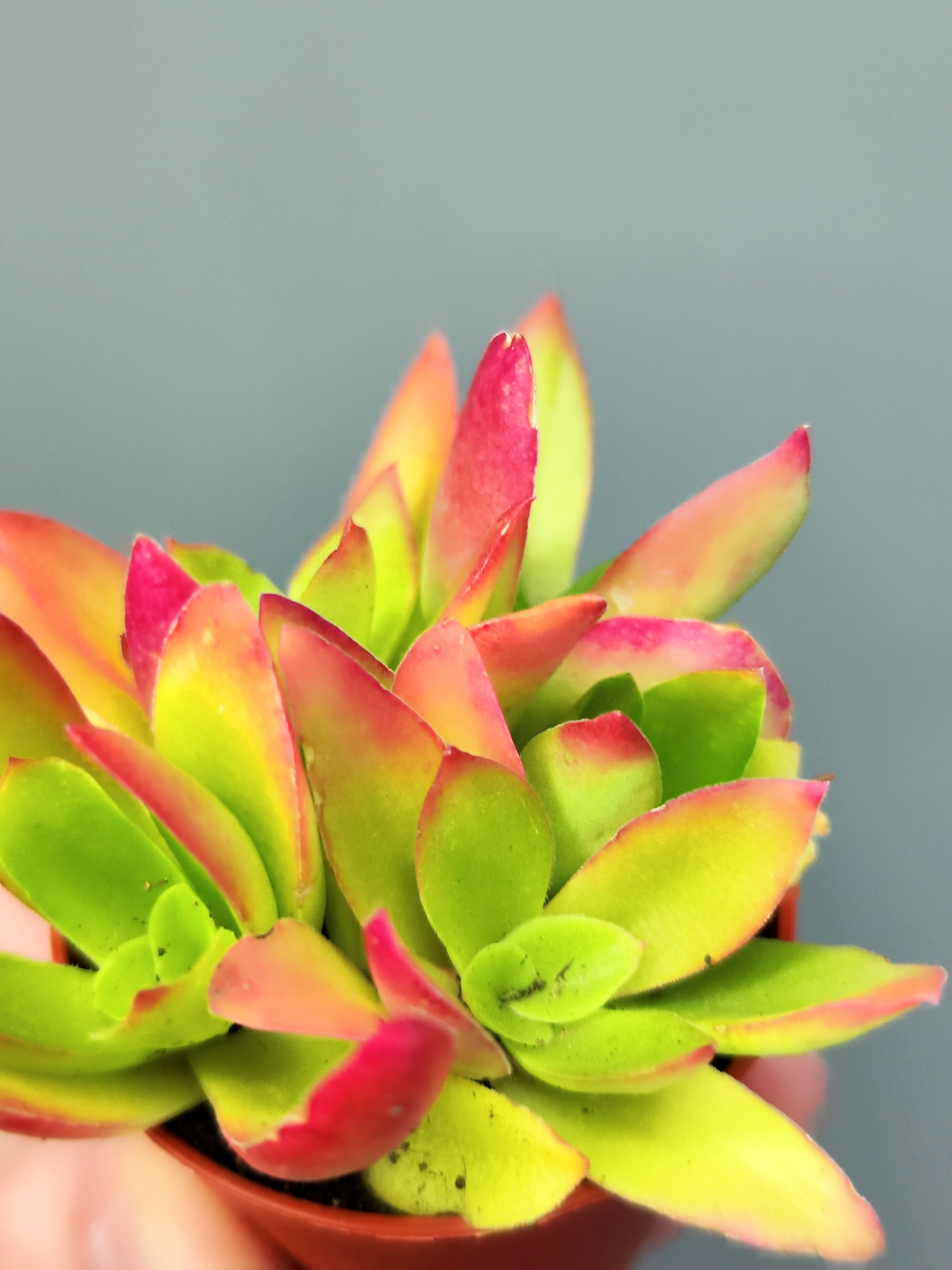 Крассула Капителла Кэмпфайер Ред (Crassula Capitella Campfire Red) D5см