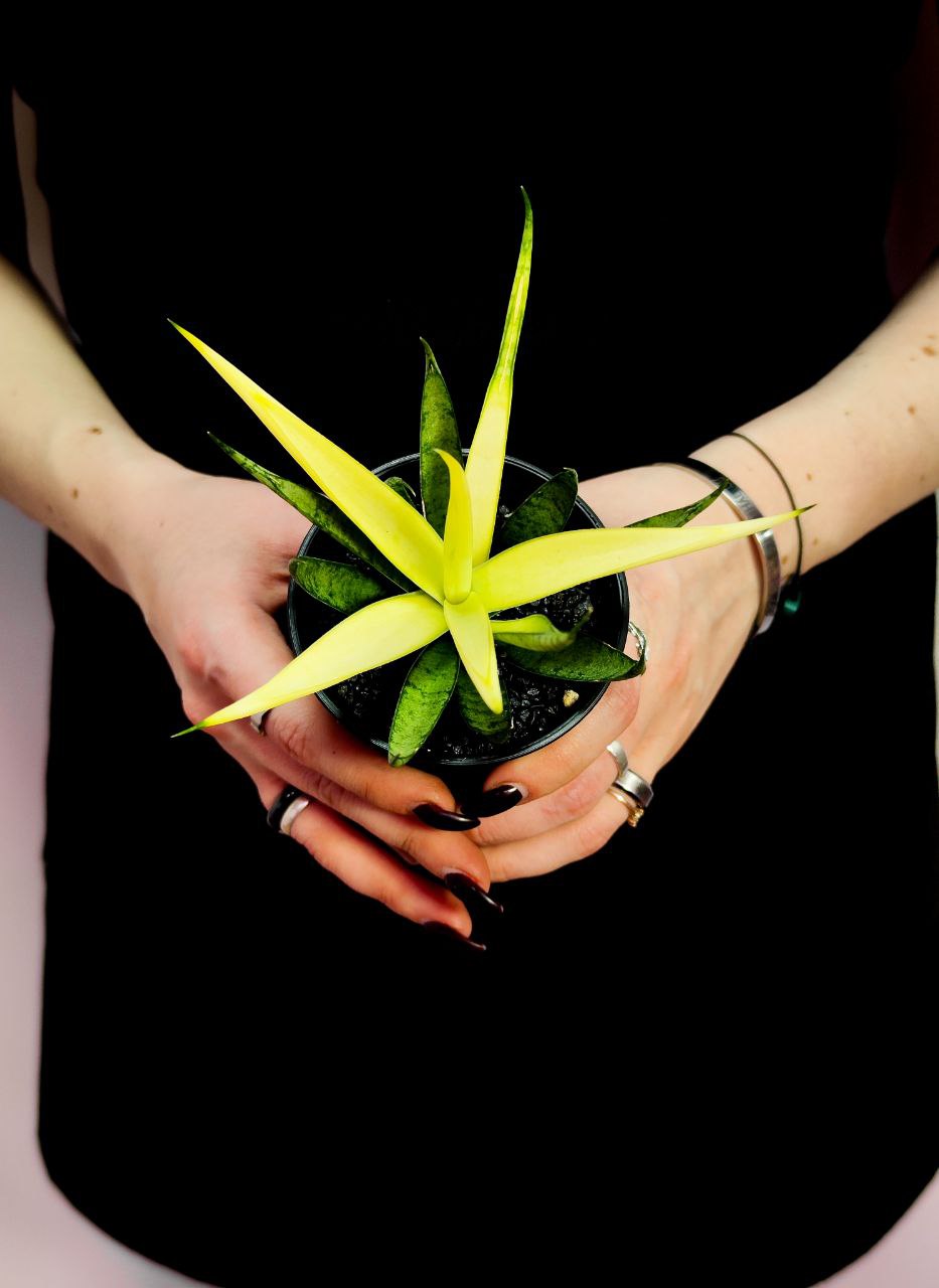Сансевиерия Комет Кризанта Лемон (Sansevieria Comet Chrysanta Lemon) D7,5см