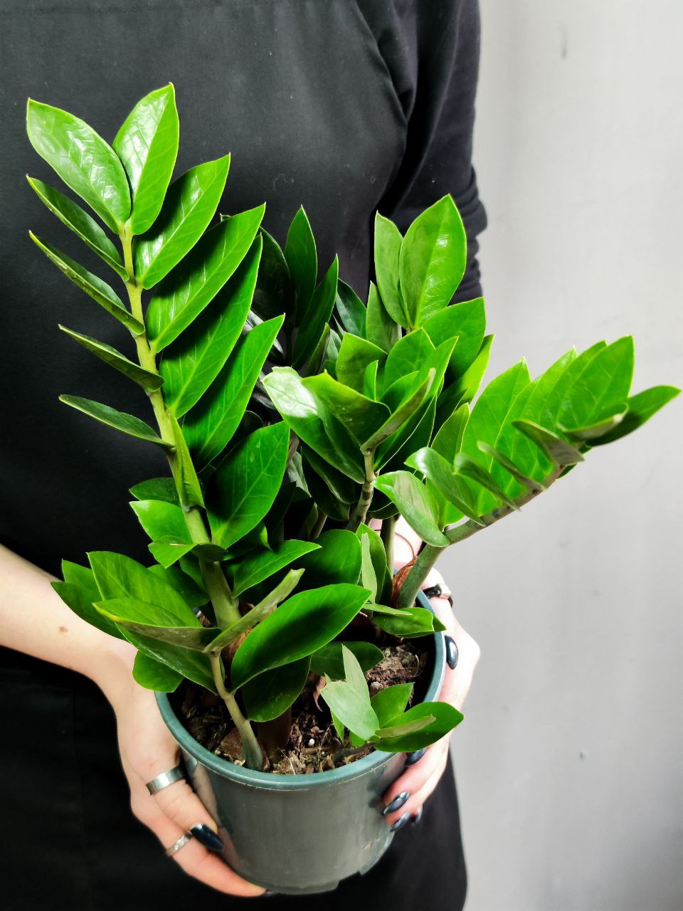 Замиокулькас Замиофолия (Zamioculcas Zamiifolia) D10см