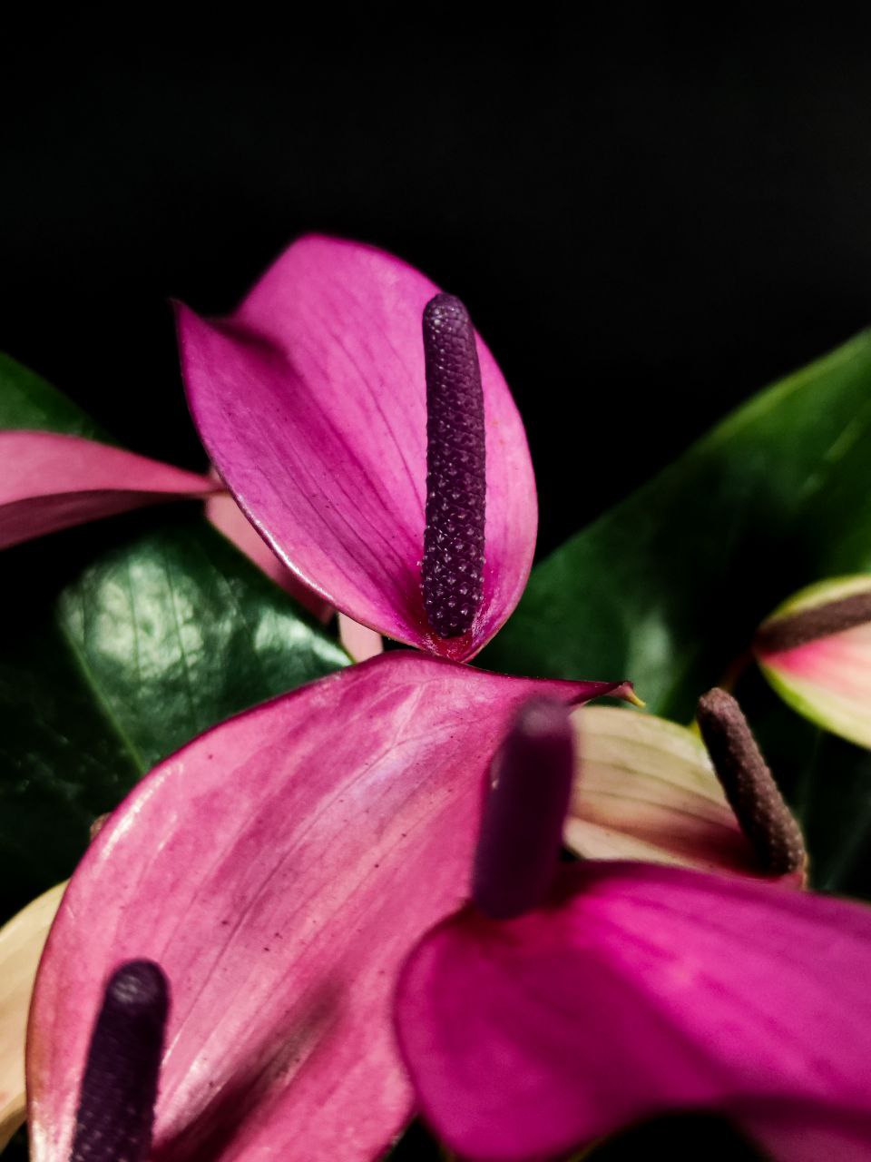 Антуриум Андре Зизу (Anthurium Andre Zizou) D12см