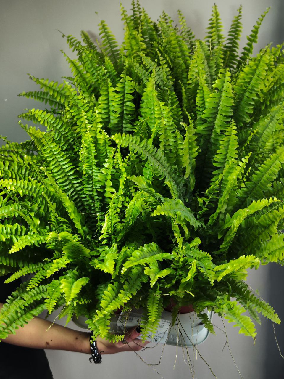 Нефролепис Грин Леди (Nephrolepis Green Lady) D12см