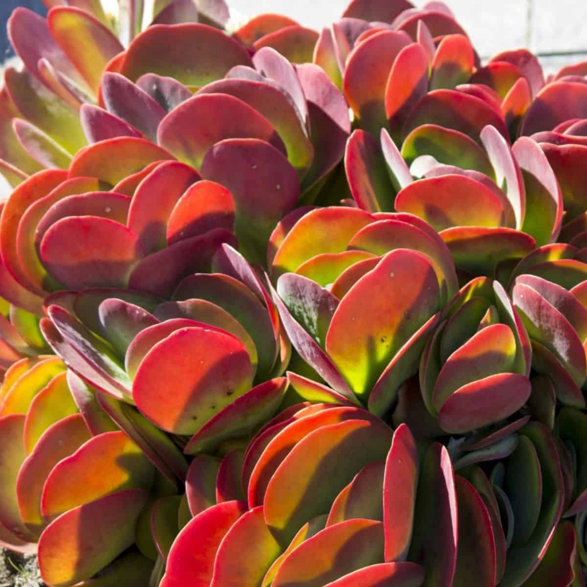 Каланхоэ Тирсифлора Ред Липс (Kalanchoe Thyrsiflora Red Lips) D5см