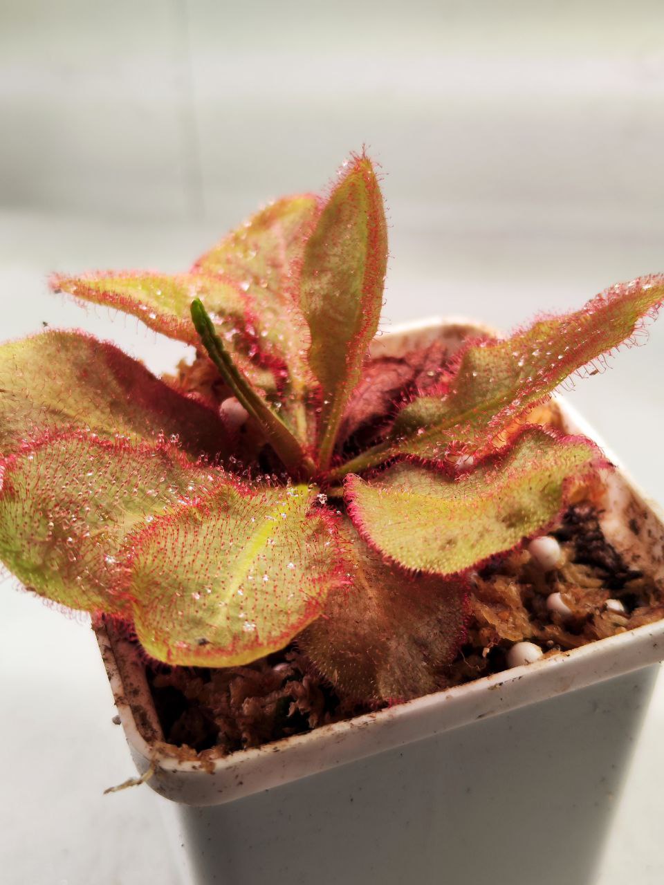 Росянка Андромеда (Drosera Andromeda) D9см