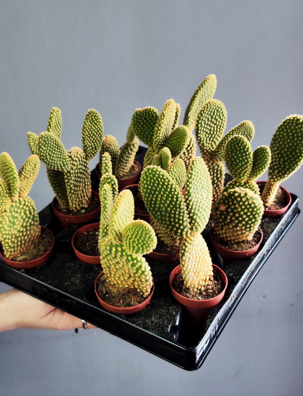 Опунция Микродазис Йеллоу (Opuntia Microdasys Yellow) D5см