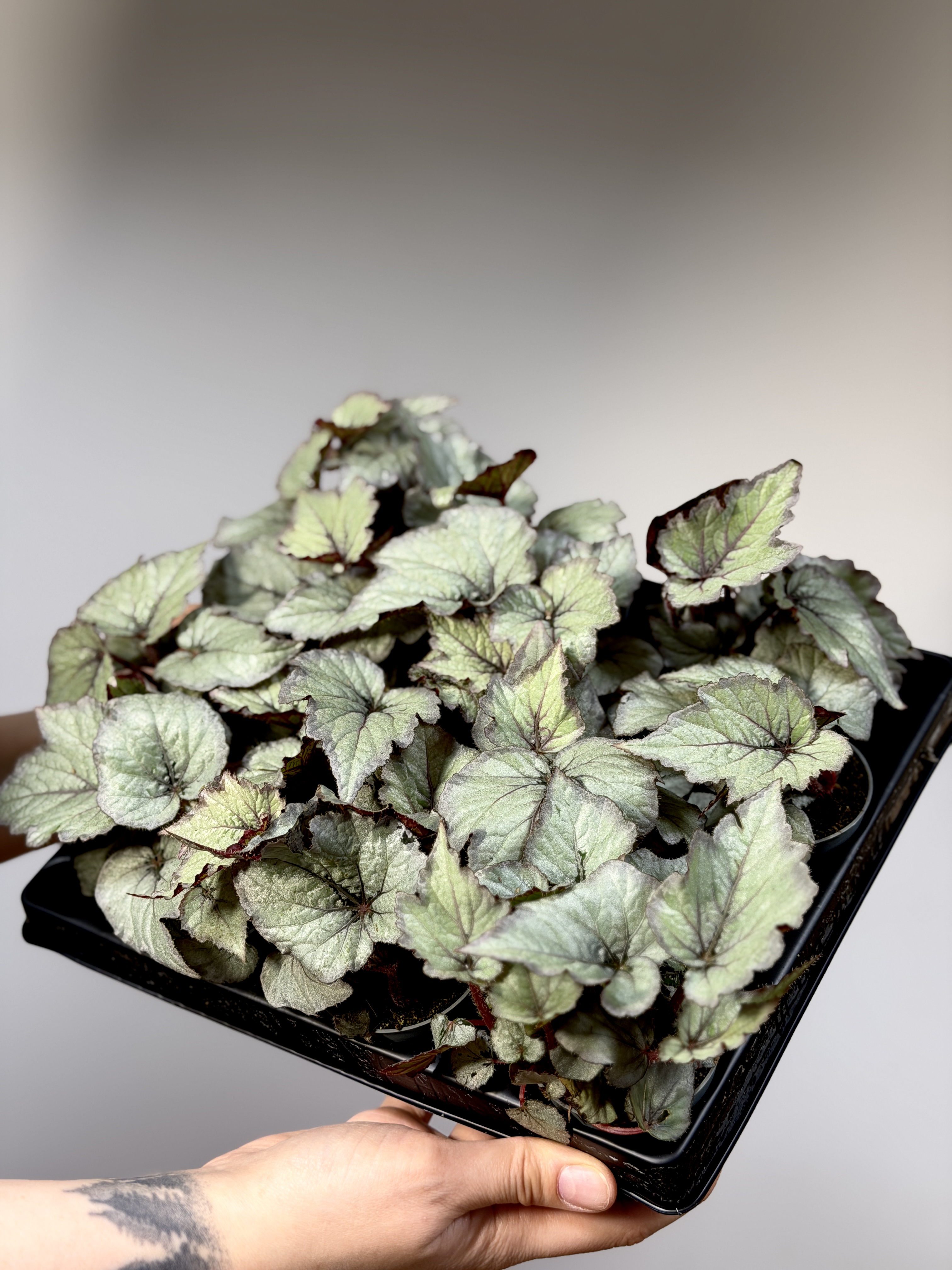 Бегония Рекс Лаккадив (Begonia Rex Spirit of Laccadive) D6см