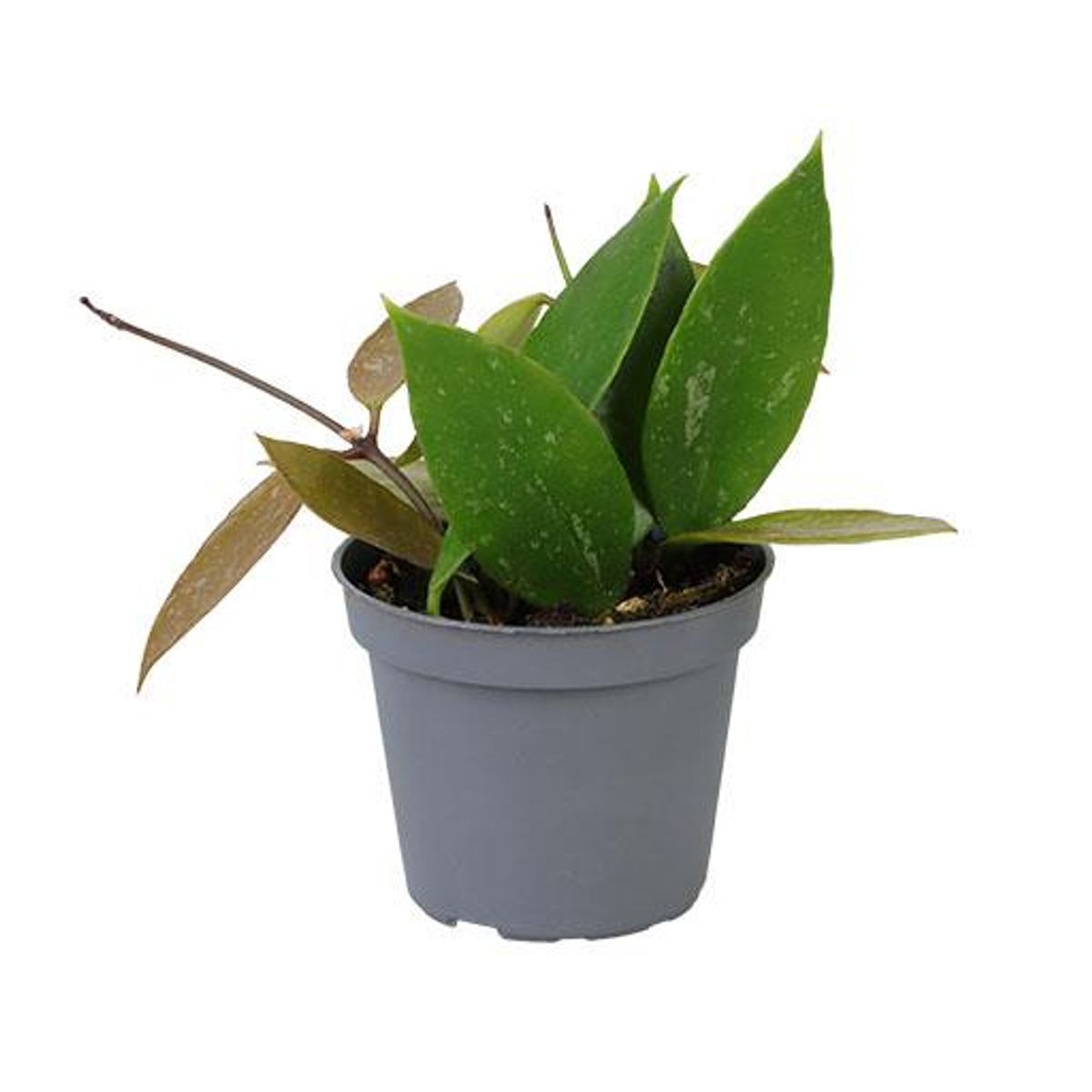 Хойя Грацилис (Hoya Gracilis) D6см