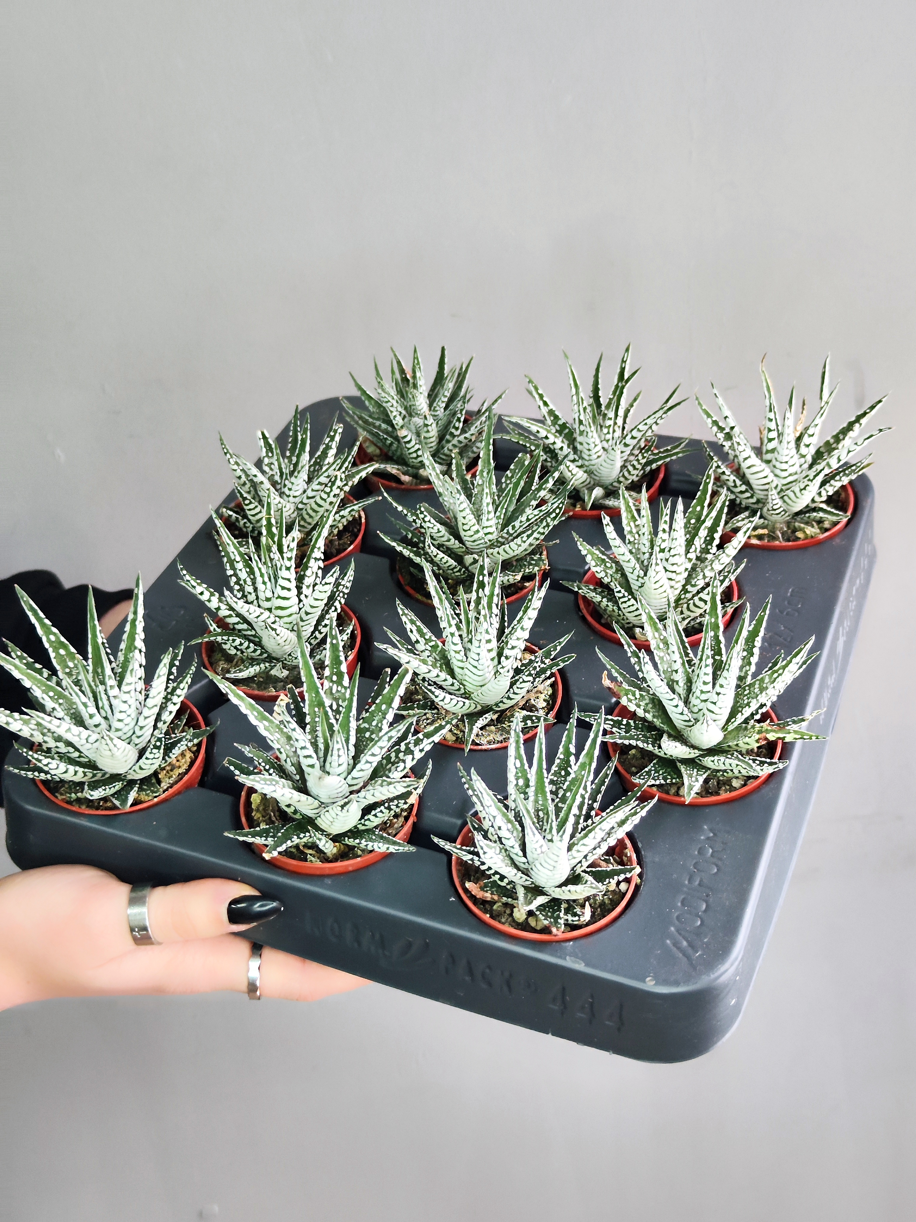 Хавортия Полосатая Альба (Haworthia Fasciata Alba) D5см
