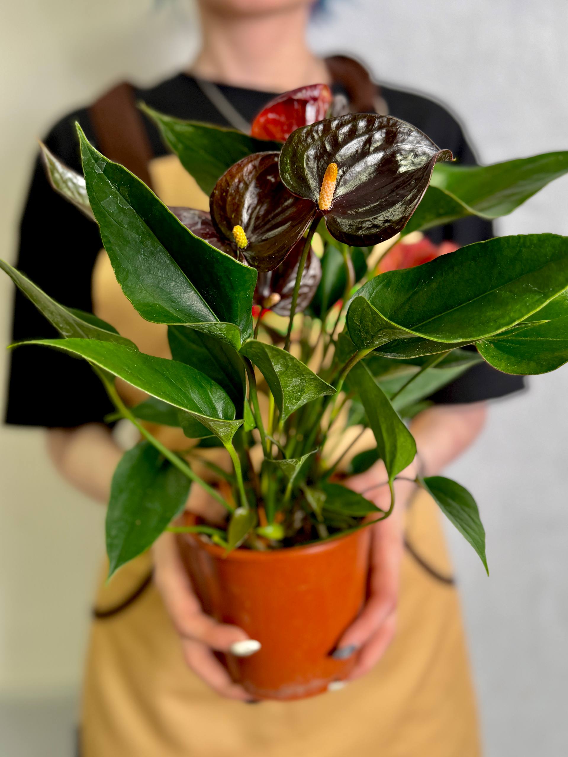 Антуриум Челси Шоколад (Anthurium Andreanum Chelsey Chocolate) D12см