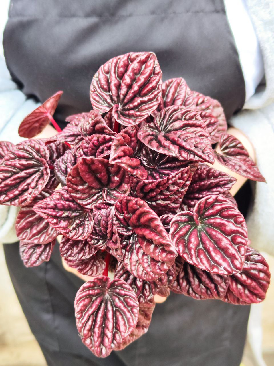 Пеперомия Каперата Ред Луна (Peperomia Caperata Red Luna) D11см