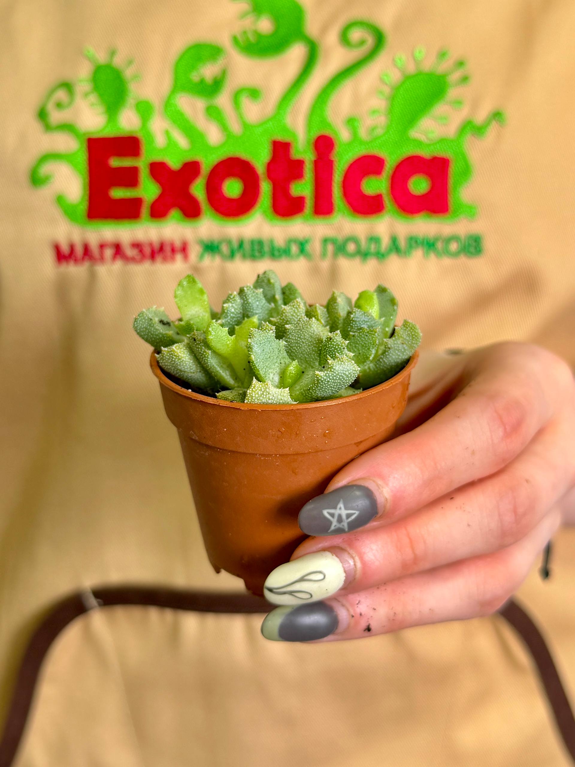 Алоинопсис Люкхофа (Aloinopsis Luckhoffii) D5см