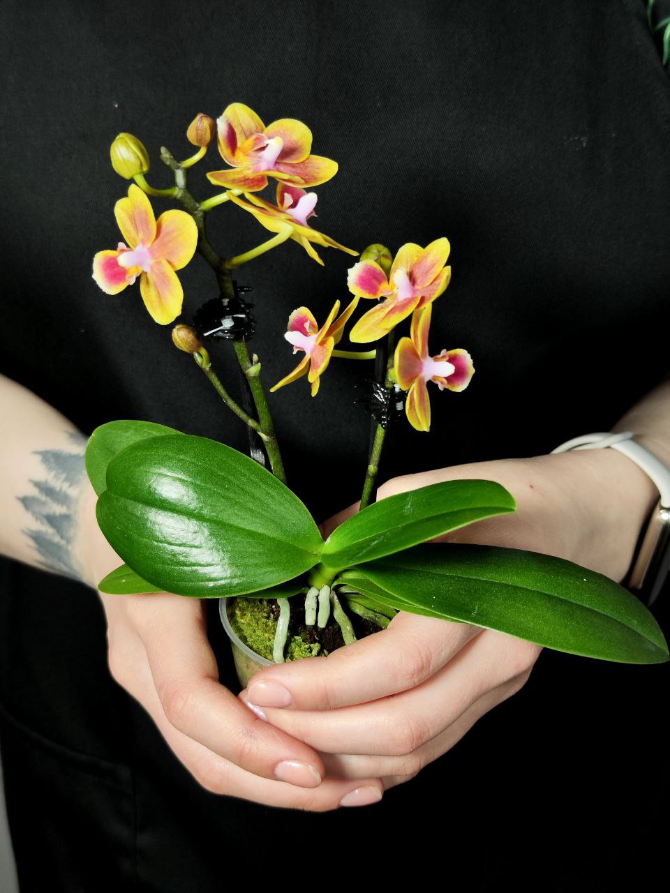 Орхидея Фаленопсис Персиковая (Phalaenopsis Multiflora) D6см